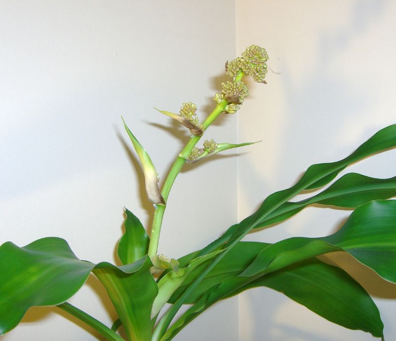 How to Care For A Mass Cane Plant 9 Ultimate Guide (2023)