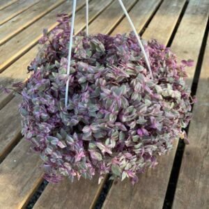 Pantera Rosa Planta Pink Panther Plant(Callisia Repens): A Detailed Care Guide 2023