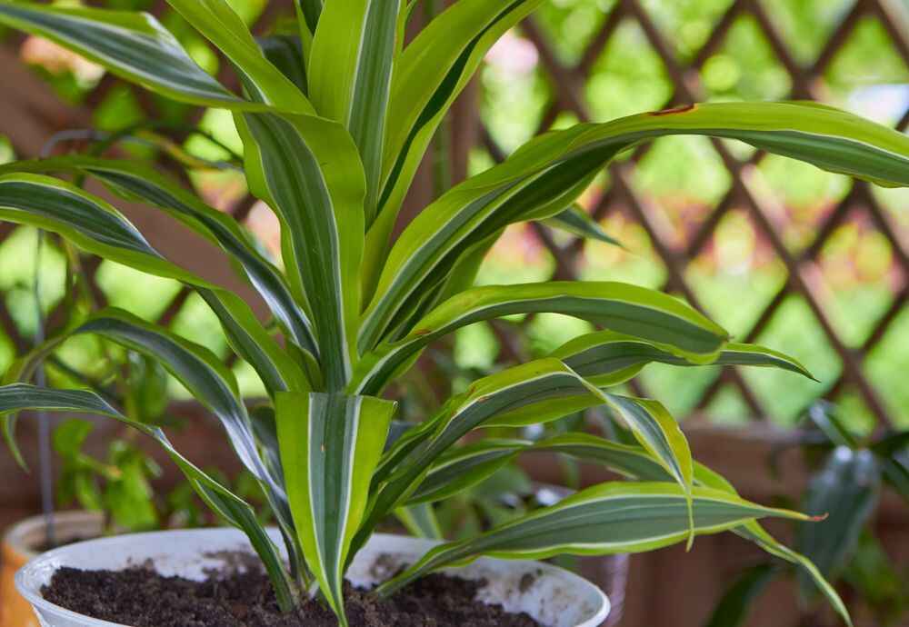 How to Care For A Mass Cane Plant 9 Ultimate Guide (2023)