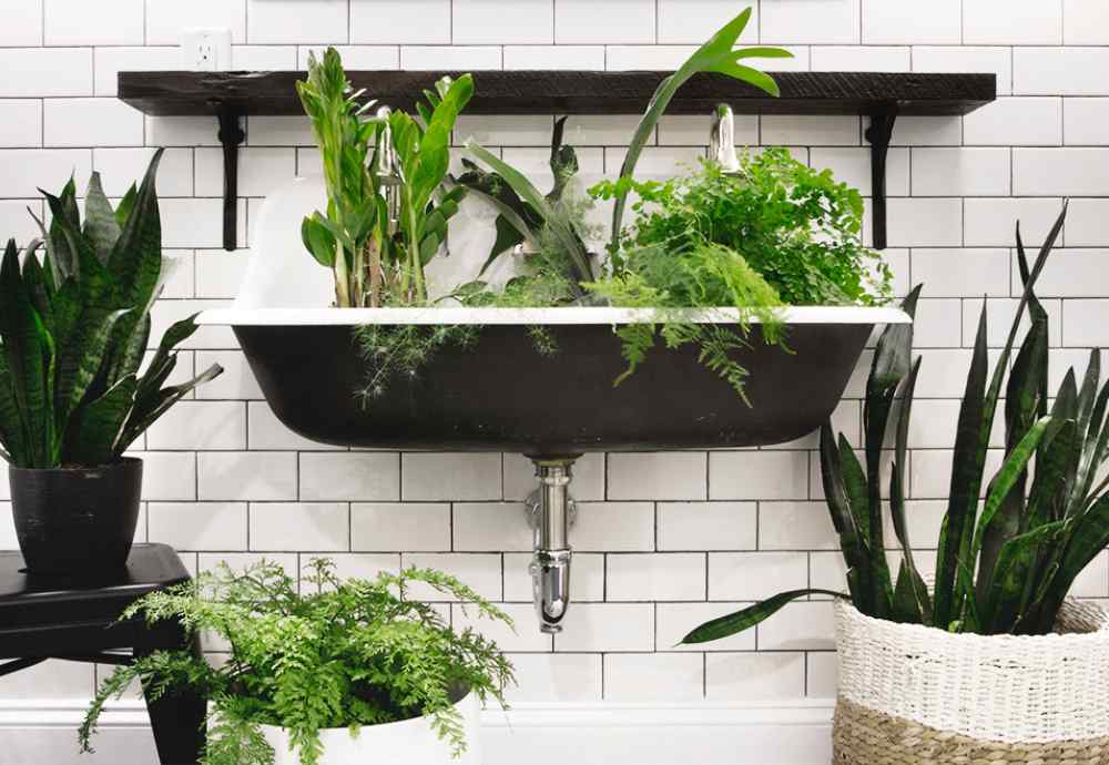The 7 Best Houseplants for Bathrooms Without Windows