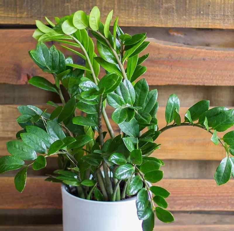 The 7 Best Houseplants for Bathrooms Without Windows