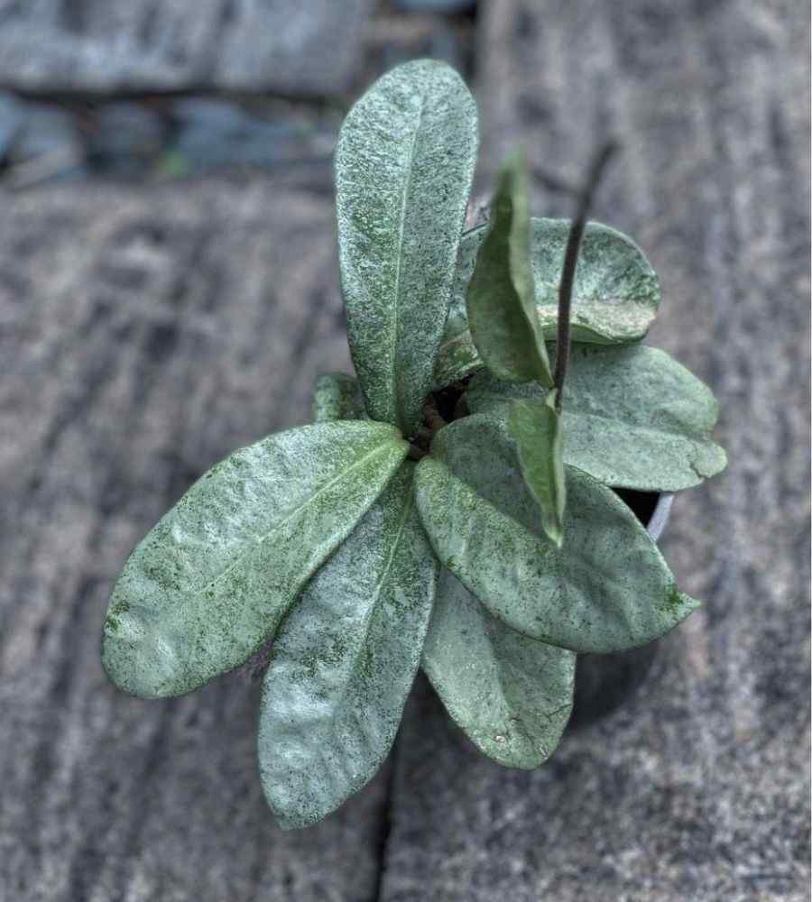 Hoya Grey Ghost Plant Care Guide