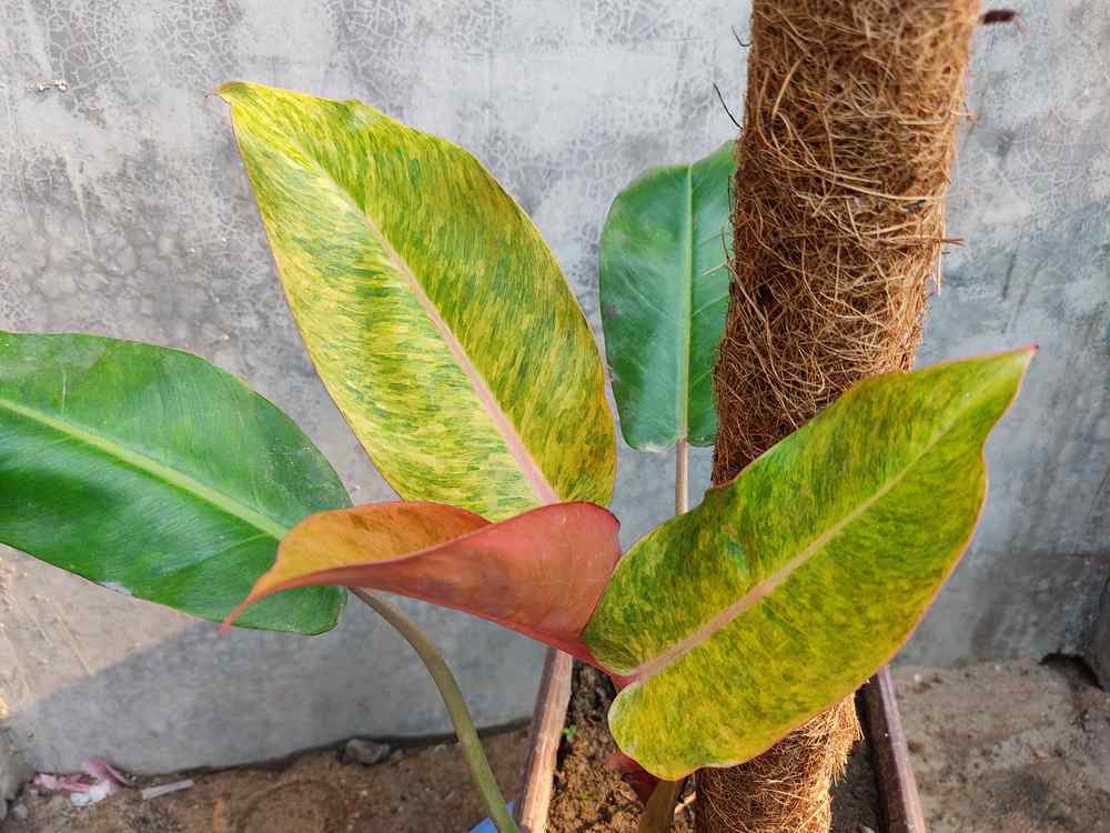 Philodendron Orange Marmalade Your Ultimate Plant Care Manual