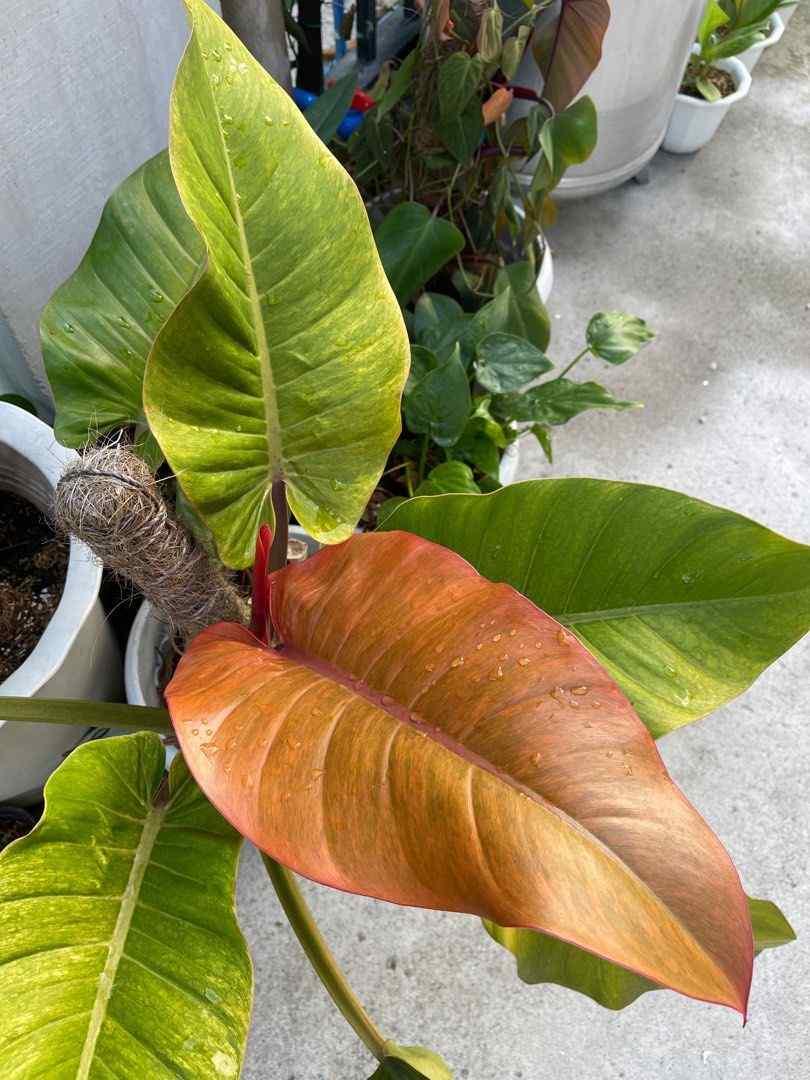 Philodendron Orange Marmalade Your Ultimate Plant Care Manual