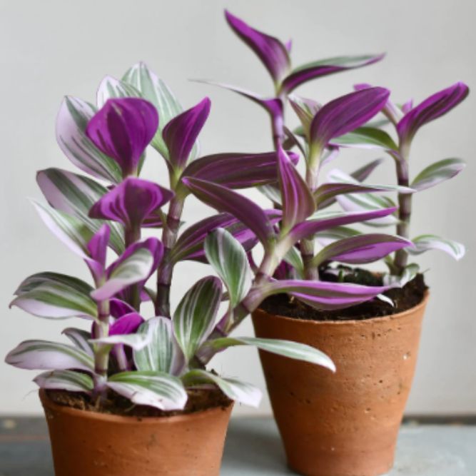 How to Care for Your Tradescantia Nanouk Plant?