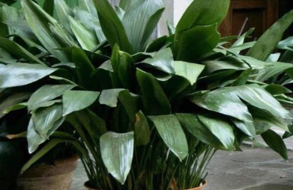 How to Grow and Care for Cast Iron Plant?