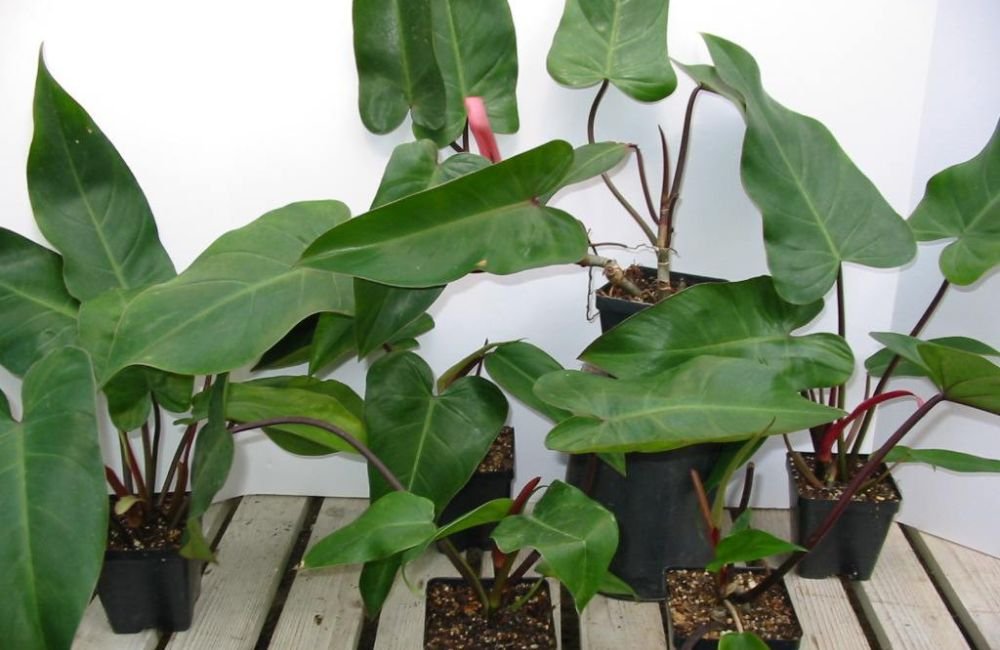 Emraed Red Growing Philodendron Red Emerald | Tips and Tricks for Success