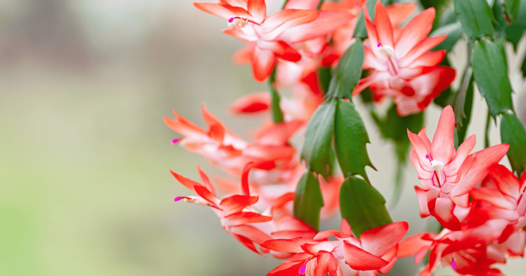 Why won't my Christmas cactus bloom? the Secrets