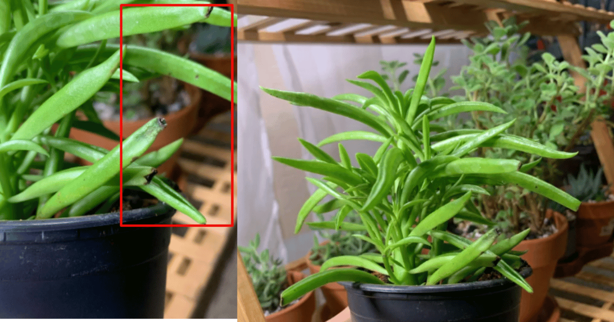 Happy Bean Plant Turning Black Causes, Diagnosis, and Recovery