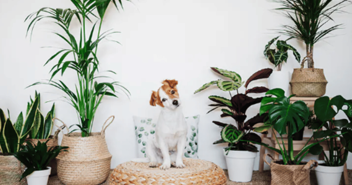 Are Low Light indoor plants safe for cats? FelineFriendly Greenery