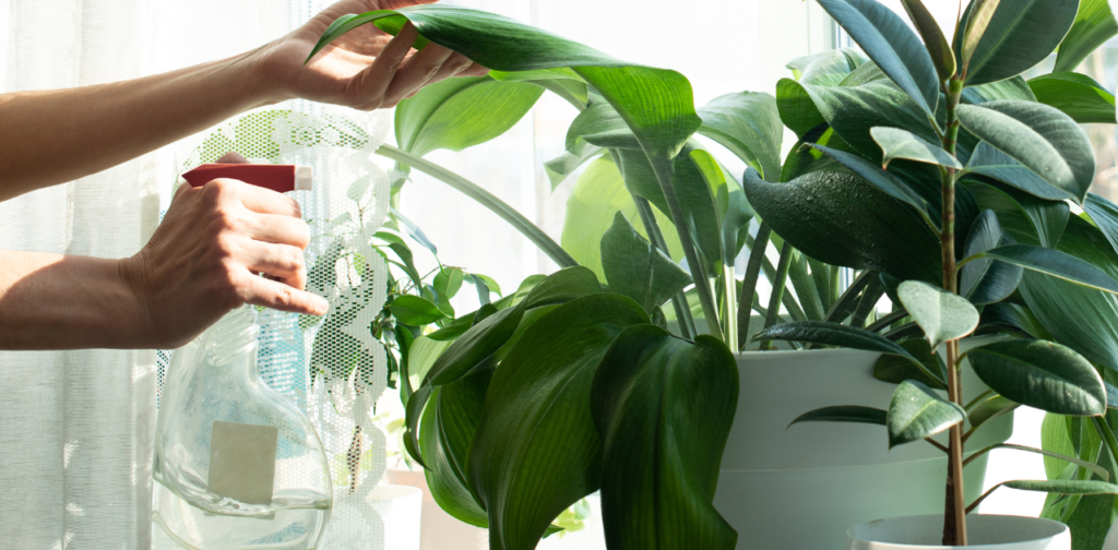 What to Spray on Plants Before Bringing Indoors?