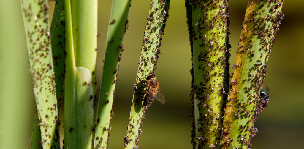 What to Spray on Plants Before Bringing Indoors?
