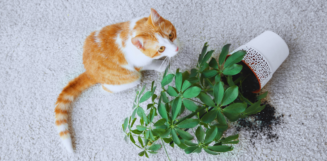 Are Money Tree Plants Toxic for Cats? A Safe Choice