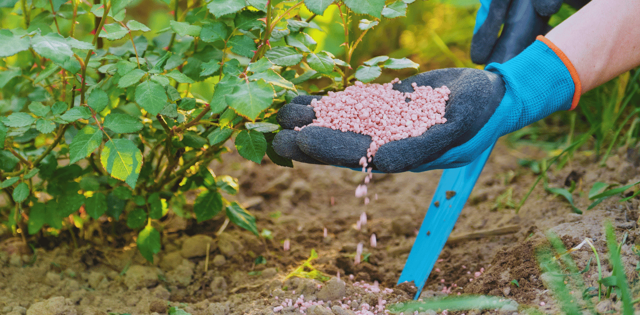How to Add Phosphorus for Soil? with top tips