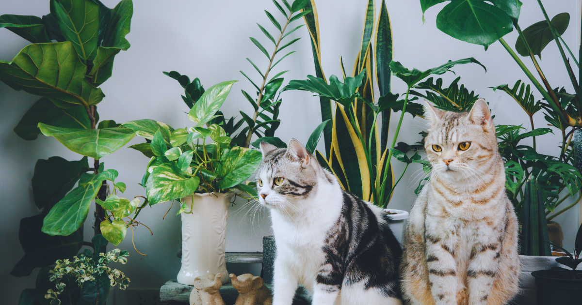 Picture Idea: Purple Waffle Plant S Toxicity To Cats Safety Tips
