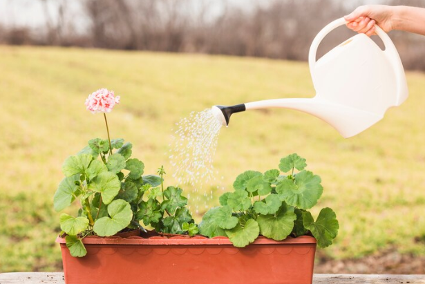 Watering Process How to Water a Garden without a Hose:Sustainable Gardening