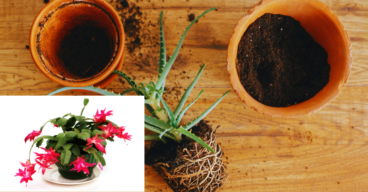 Can You Use Regular Potting Soil for Christmas Cactus?