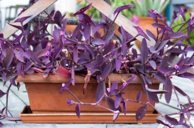 Watering Your Wandering Jew Plant